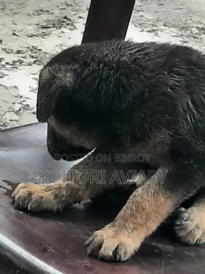 1-3 Months Male Purebred Dutch Shepherd