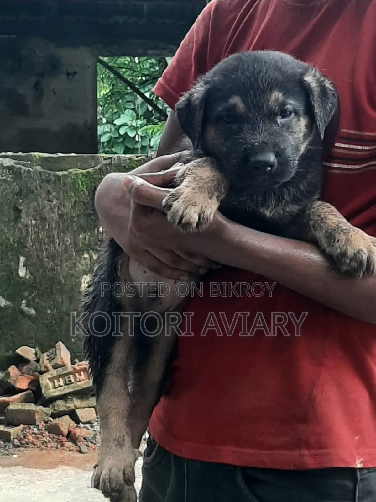 1-3 Months Male Purebred Dutch Shepherd