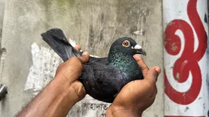 কালো রেসার জোড়া হাতবদল হবে। ডিম বাচ্চা রানিং
