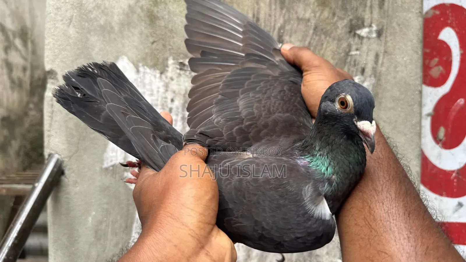 কালো রেসার জোড়া হাতবদল হবে। ডিম বাচ্চা রানিং