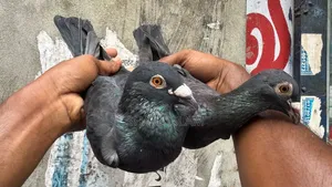 কালো রেসার জোড়া হাতবদল হবে। ডিম বাচ্চা রানিং