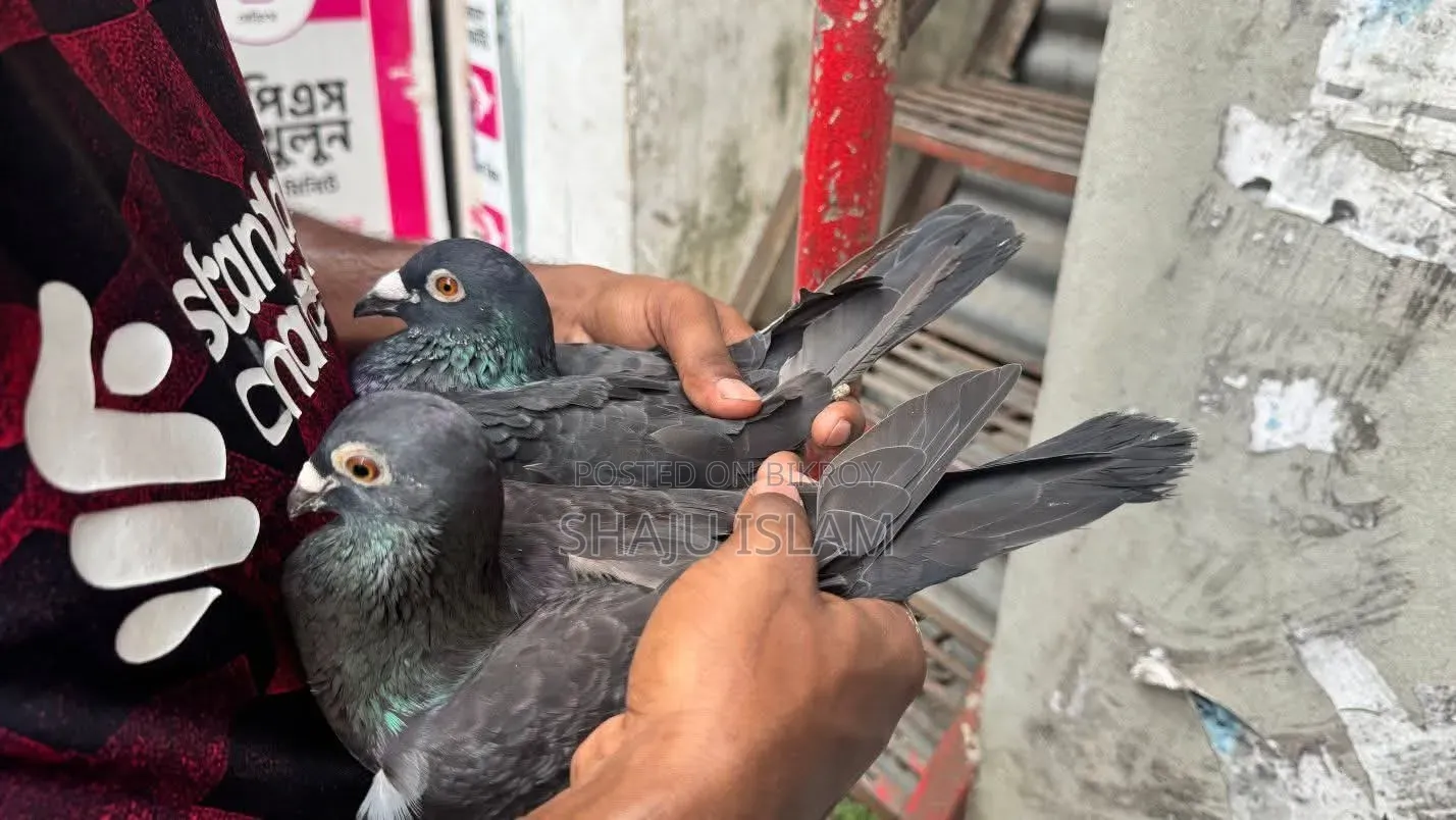 কালো রেসার জোড়া হাতবদল হবে। ডিম বাচ্চা রানিং