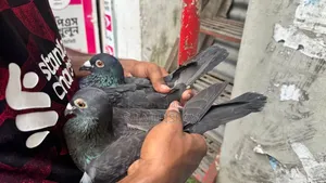 কালো রেসার জোড়া হাতবদল হবে। ডিম বাচ্চা রানিং