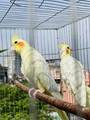 ককাটেল বার্ড
