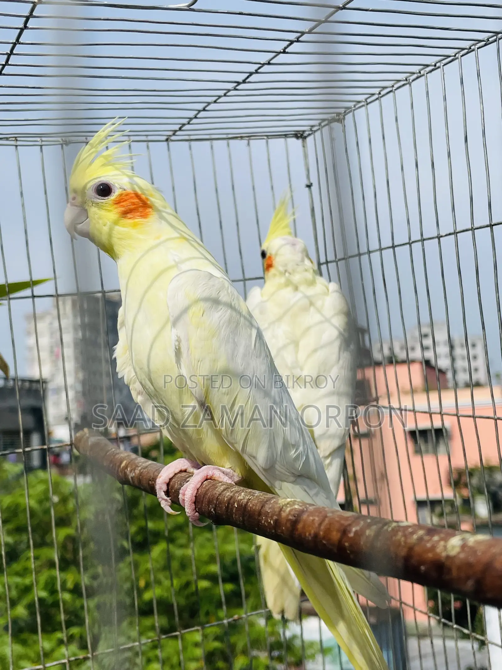 ককাটেল বার্ড