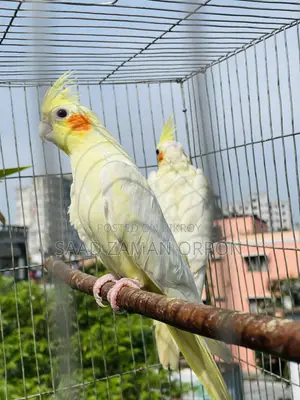 ককাটেল বার্ড