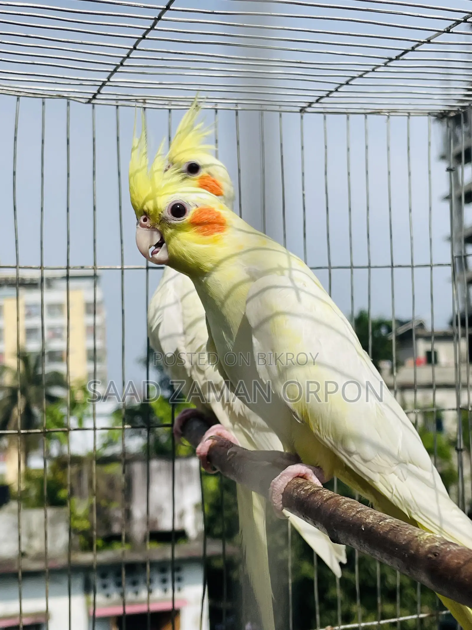ককাটেল বার্ড