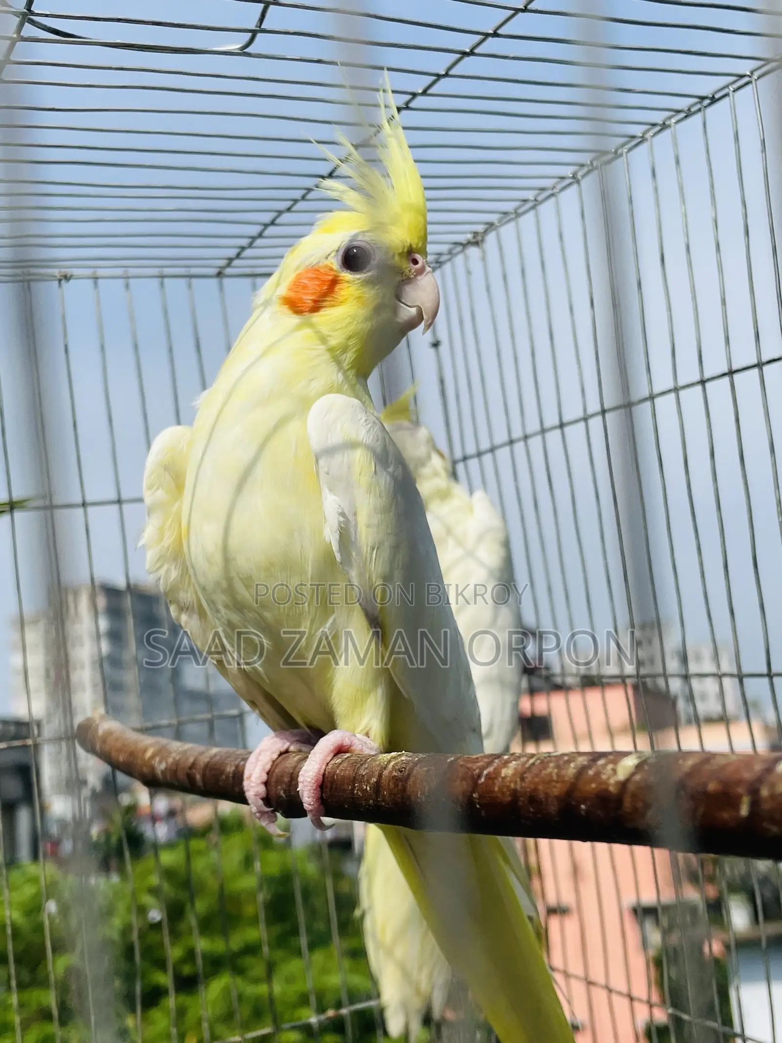 ককাটেল বার্ড