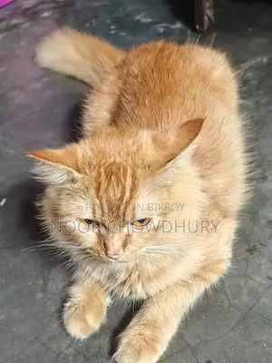 1+ Year Female Purebred Persian Cat