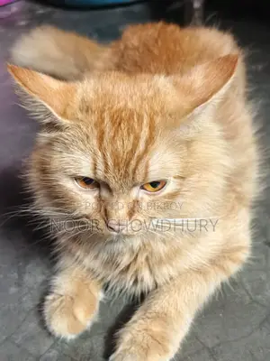 1+ Year Female Purebred Persian Cat