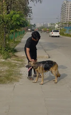 6-12 Months Male Purebred German Shepherd
