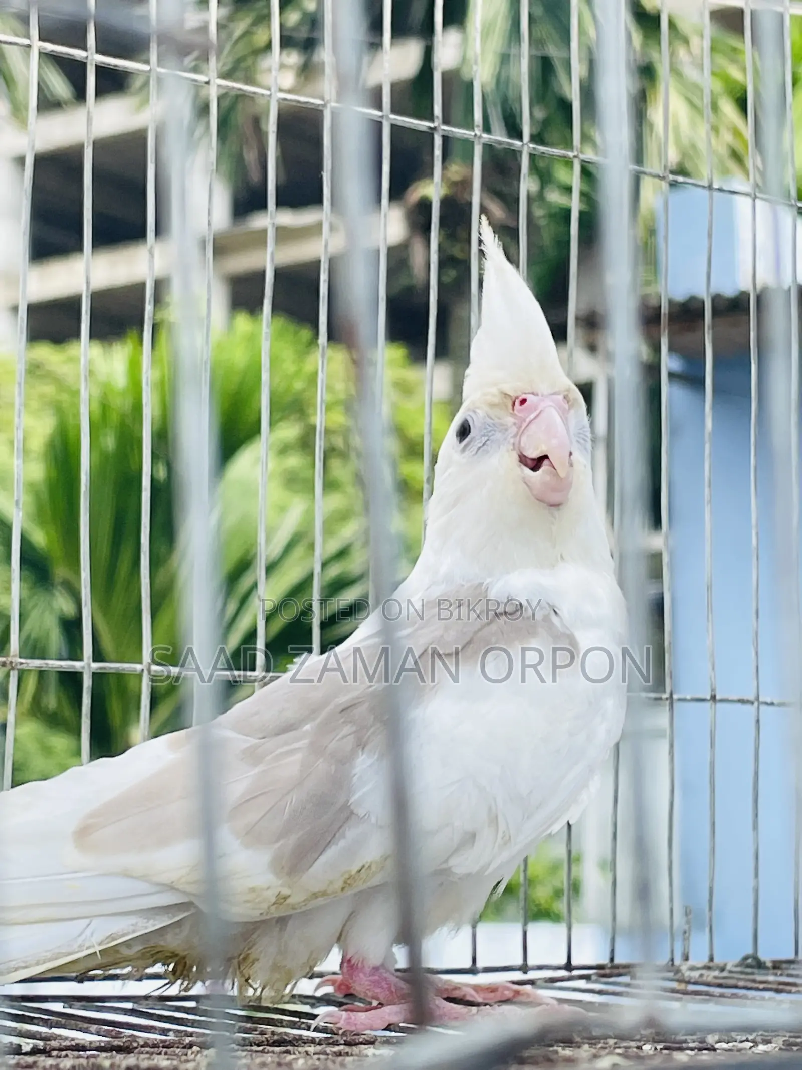 ককটেল পাখি