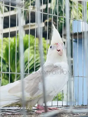 ককটেল পাখি