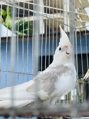 ককটেল পাখি