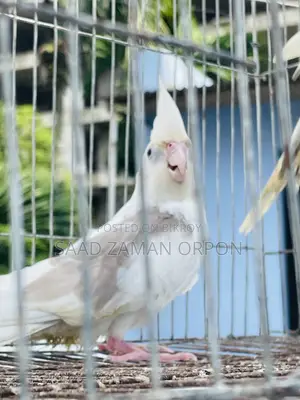 ককটেল পাখি