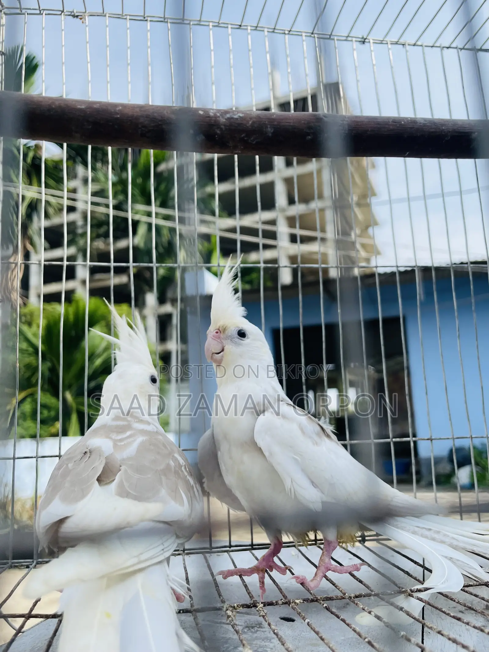 ককটেল পাখি