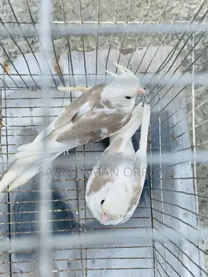 ককটেল পাখি