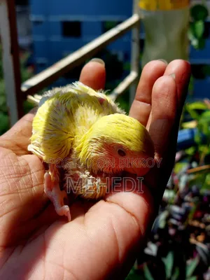 লুটিনো লাভ বার্ড