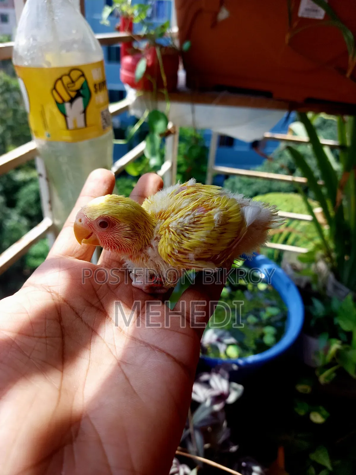 Lutino Love Bird