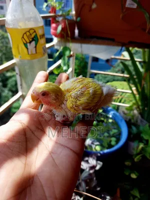 Lutino Love Bird