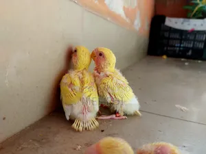Lutino Love Bird
