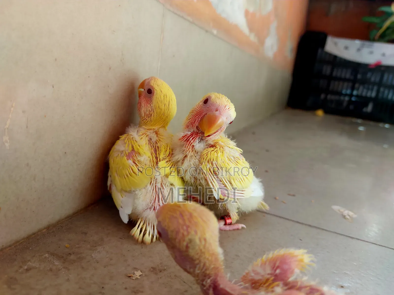 Lutino Love Bird