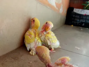 Lutino Love Bird
