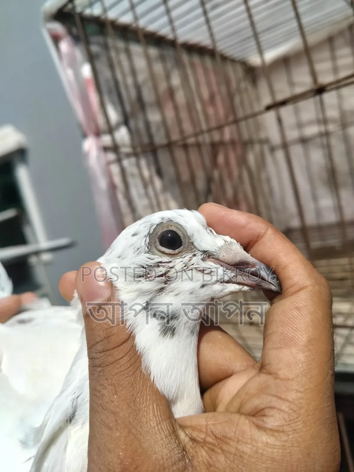 এক জোরা রেসার এর বাচ্ছা বিক্রি করা হবে কারু লাগলে কল দিয়েন