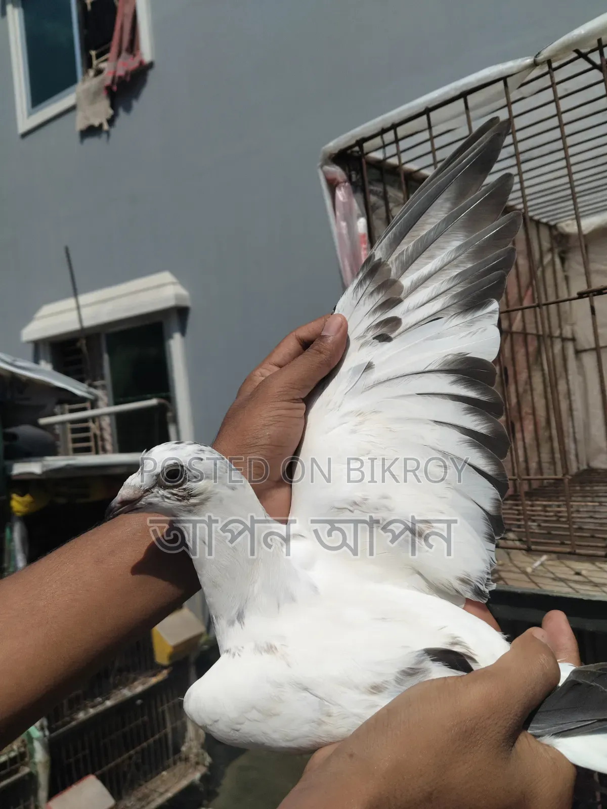 এক জোরা রেসার এর বাচ্ছা বিক্রি করা হবে কারু লাগলে কল দিয়েন