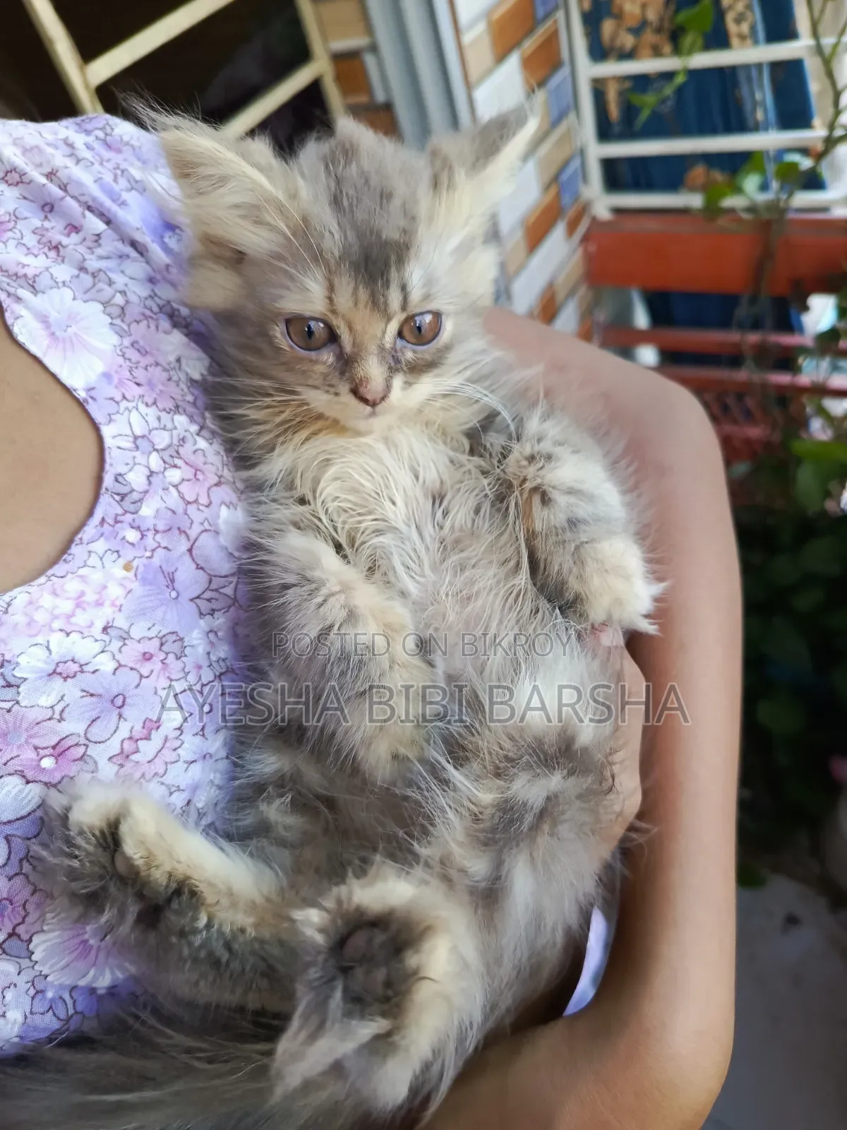 1-3 Months Female Purebred Persian