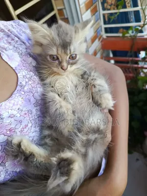 1-3 Months Female Purebred Persian