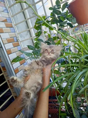 1-3 Months Female Purebred Persian