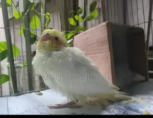 লুটিনো রেড আই টেম সাইজ ককাটেল বেবি বার্ড