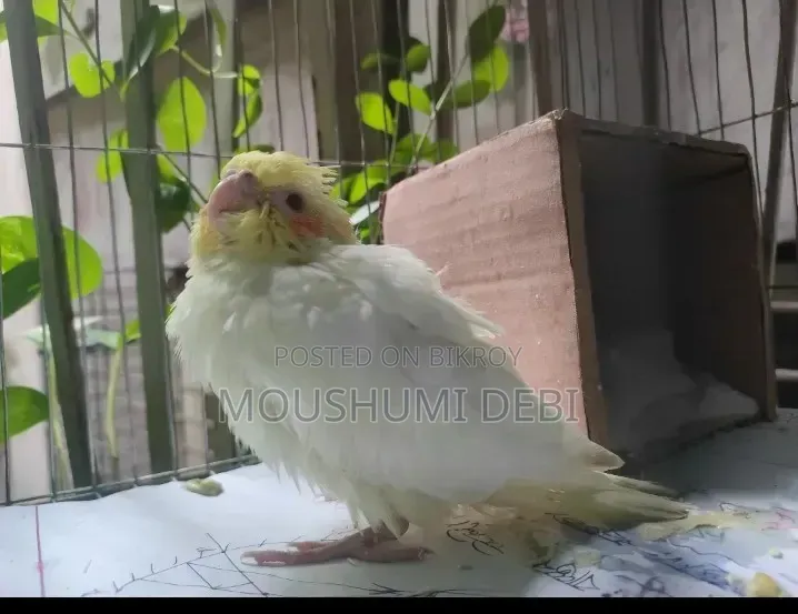 লুটিনো রেড আই টেম সাইজ ককাটেল বেবি বার্ড