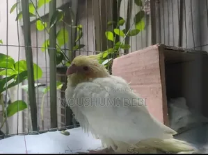 লুটিনো রেড আই টেম সাইজ ককাটেল বেবি বার্ড