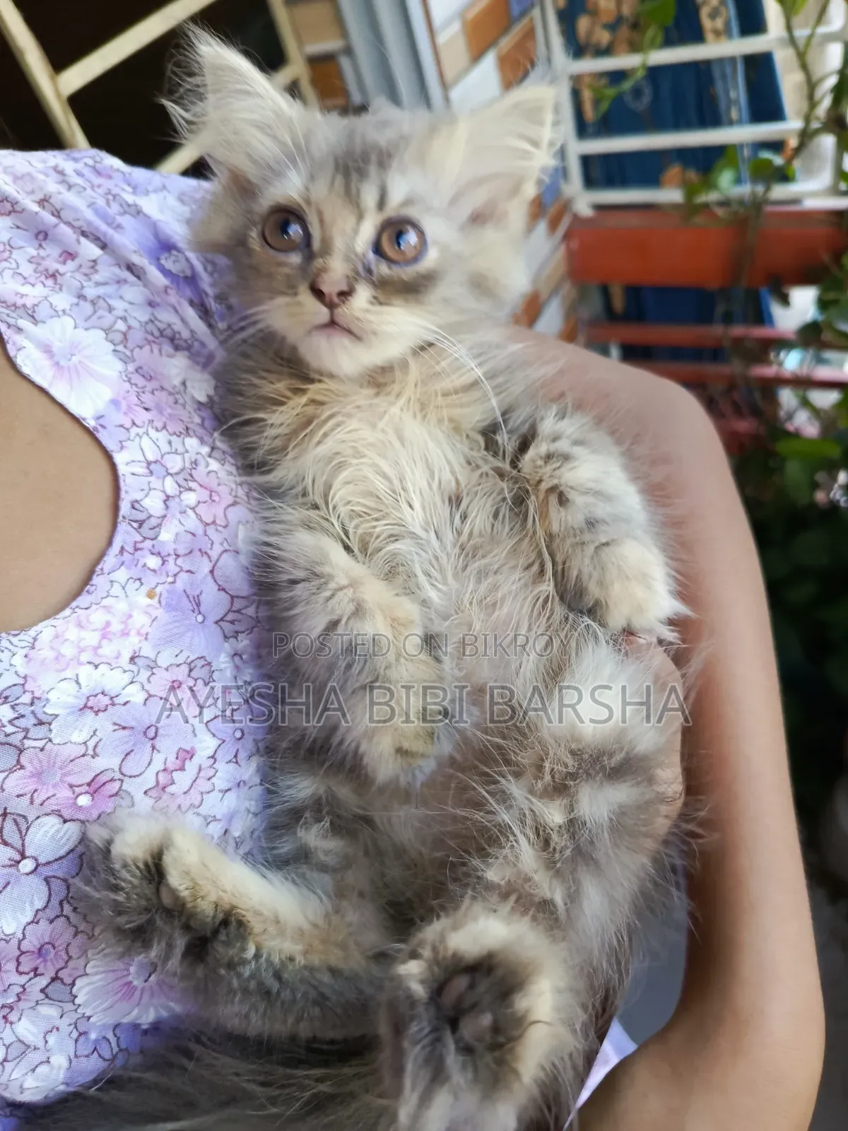 1-3 Months Female Purebred Persian