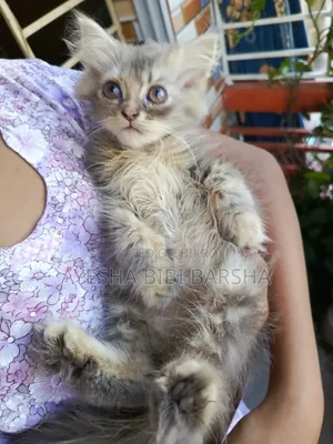 1-3 Months Female Purebred Persian