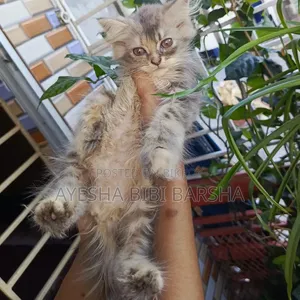 1-3 Months Female Purebred Persian