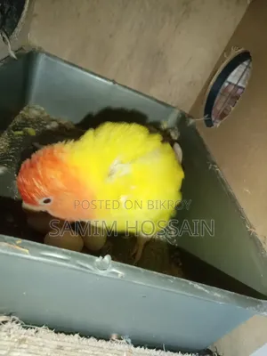 ডিম সহ লুটিনো লাভ বার্ড