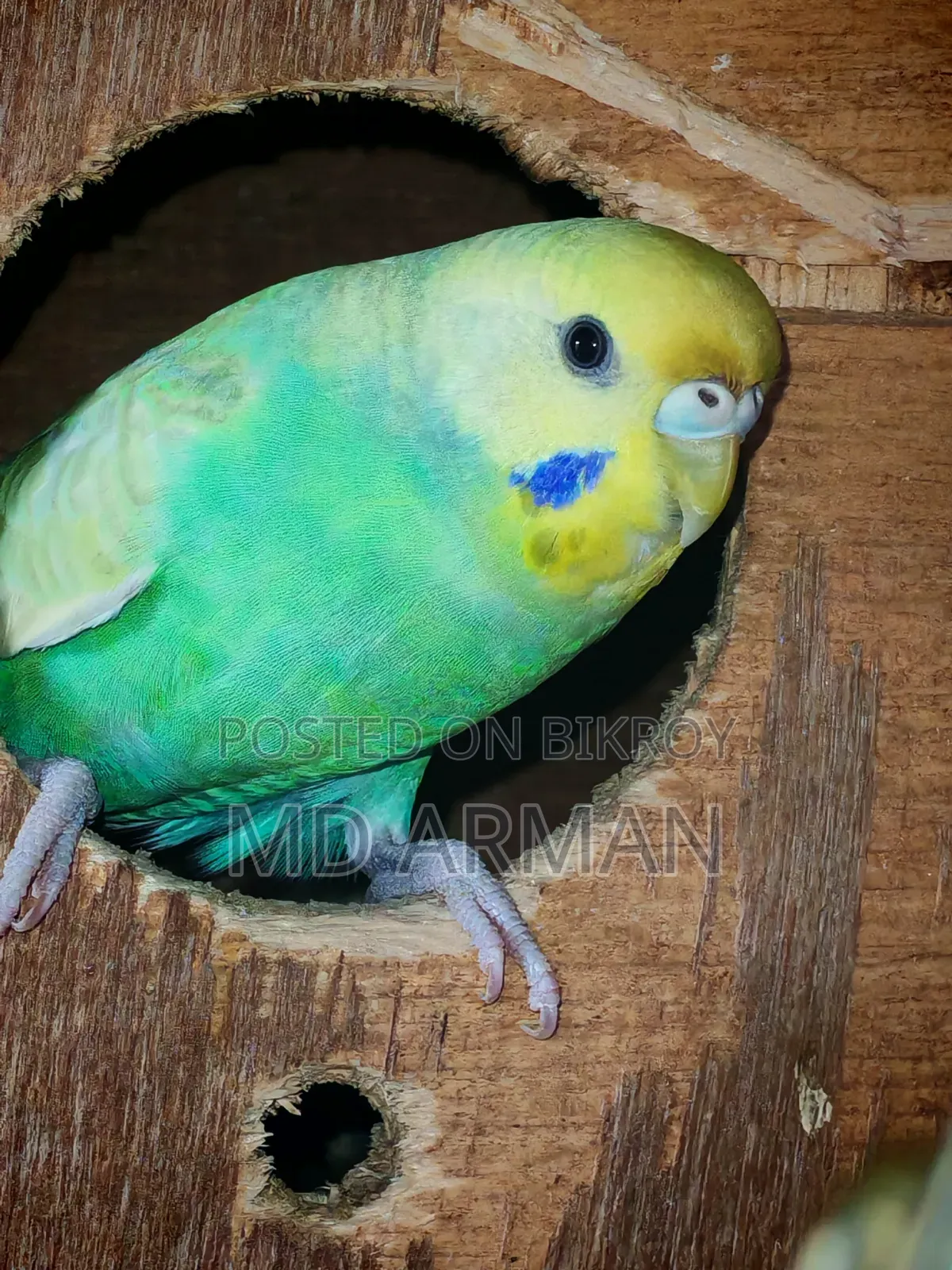 স্কাই ব্লু স্প্যাঙ্গেল বাজিগর পাখি