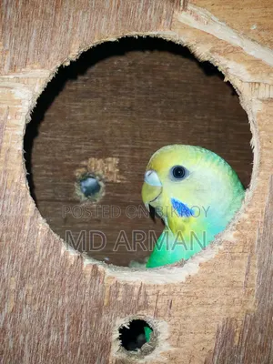 স্কাই ব্লু স্প্যাঙ্গেল বাজিগর পাখি
