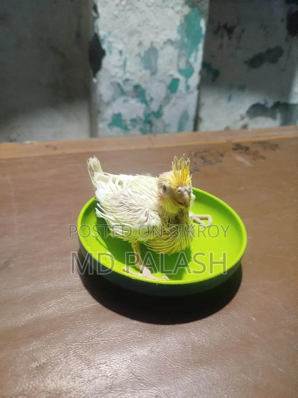 ককাটেল হ্যান্ডফিডিং বেবি