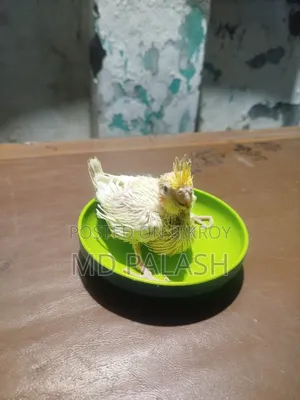 ককাটেল হ্যান্ডফিডিং বেবি