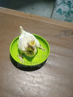 ককাটেল হ্যান্ডফিডিং বেবি