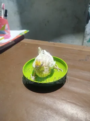 ককাটেল হ্যান্ডফিডিং বেবি