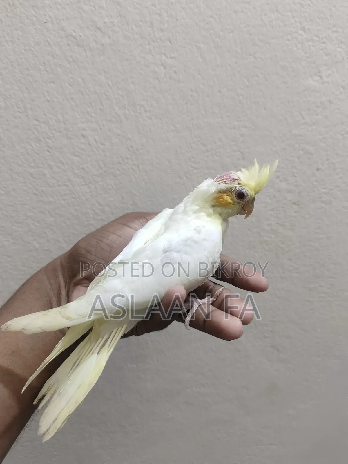 লুটিনো ককাটেল বেবি