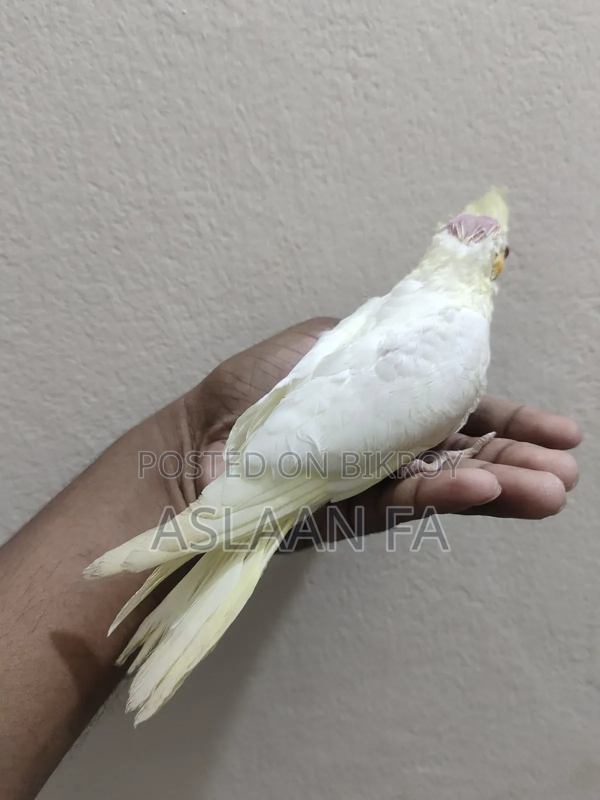 লুটিনো ককাটেল বেবি