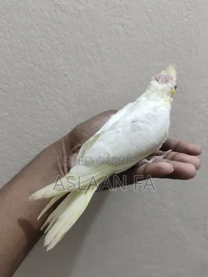 লুটিনো ককাটেল বেবি