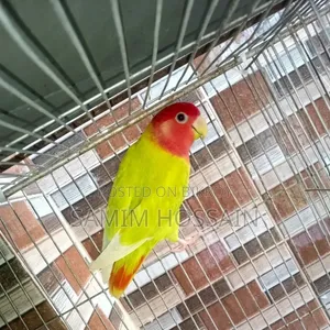 ডিম সহ লুটিনো লাভ বার্ড