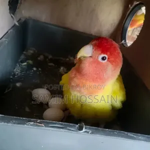 ডিম সহ লুটিনো লাভ বার্ড